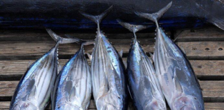 تولید سالانه ۸.۳ میلیون تن ماهیان تون در کشور