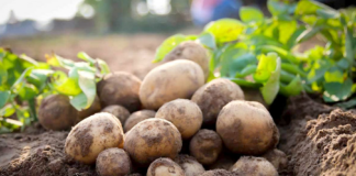 ادامه روند کاهش قیمت سیبزمینی و پیاز