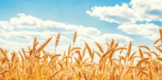 قطعی برق تولید محصولات اساسی را یک سوم کاهش داد