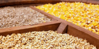 ثبتسفارش نهادههای دامی کلید خورد