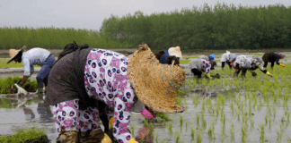 افزایش تحرک دلالها در بازار برنج