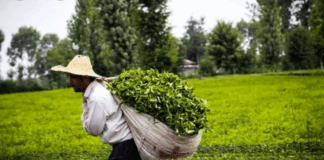 اعلام آخرین مهلت خرید تضمینی برگ چای