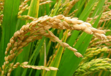 برنج پرتودهی شده، تراریخته نیست