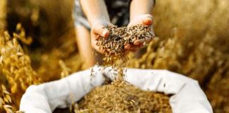 سند ملی امنیت و عدالت غذایی کشور تدوین شد