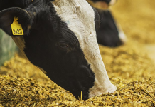 سامانه بازارگاه معضل برهم زدن نظم بازار