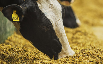 افزایش ۴برابری قیمت نهادههای دامی