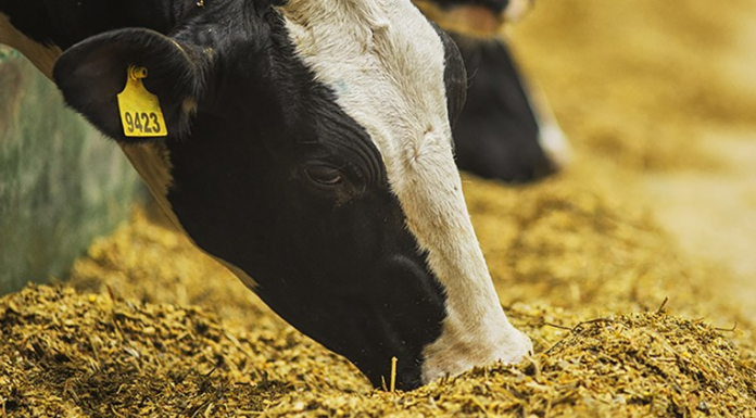 سامانه بازارگاه معضل برهم زدن نظم بازار