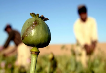 قیمت تریاک گرمی ۲۵۰ هزار تومان است